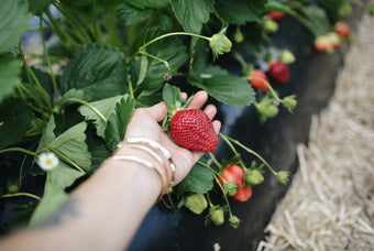 Support Local: Kanes Strawberries