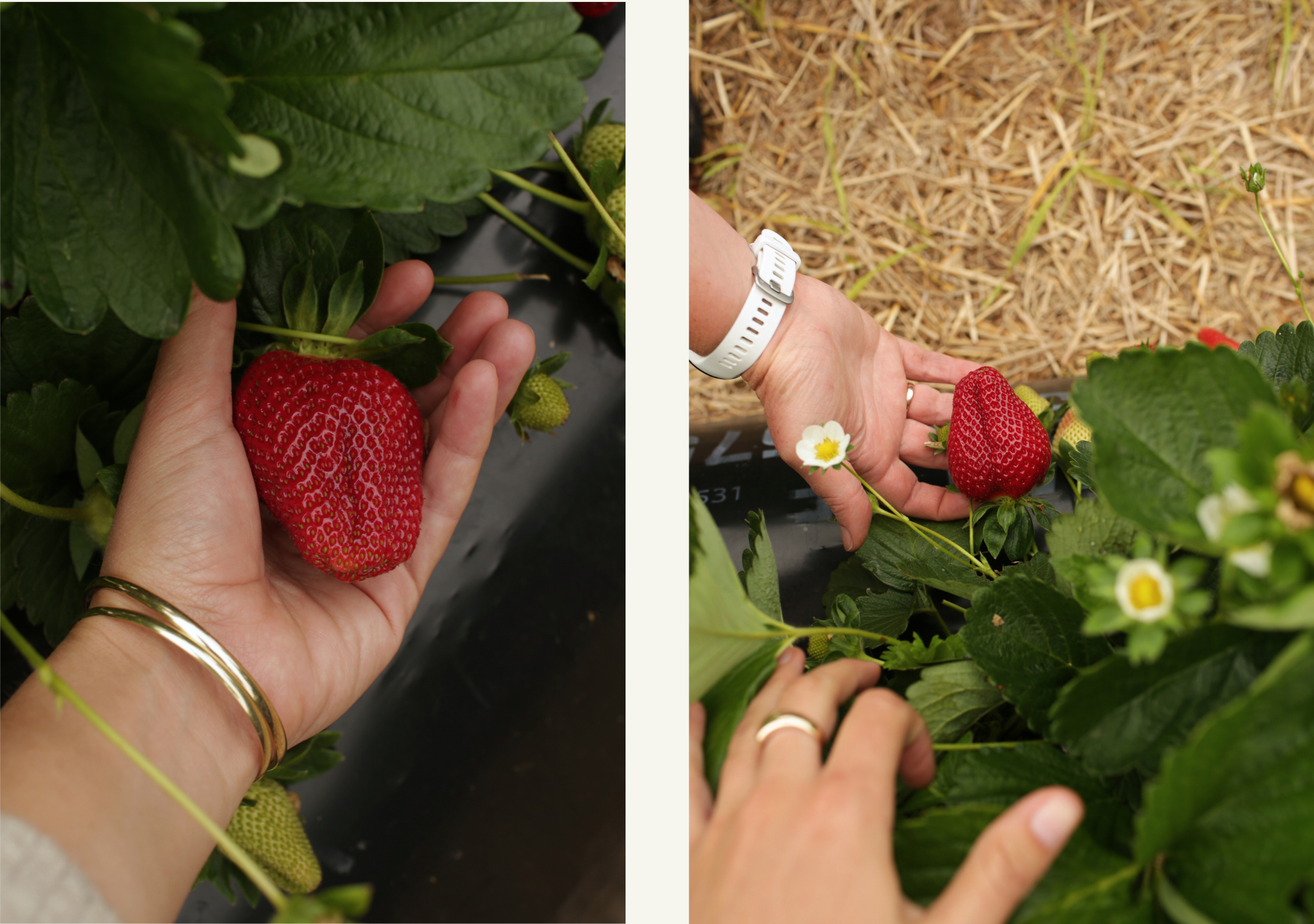 Two images with hands holding giant strawberries to showcase quality of Kane
